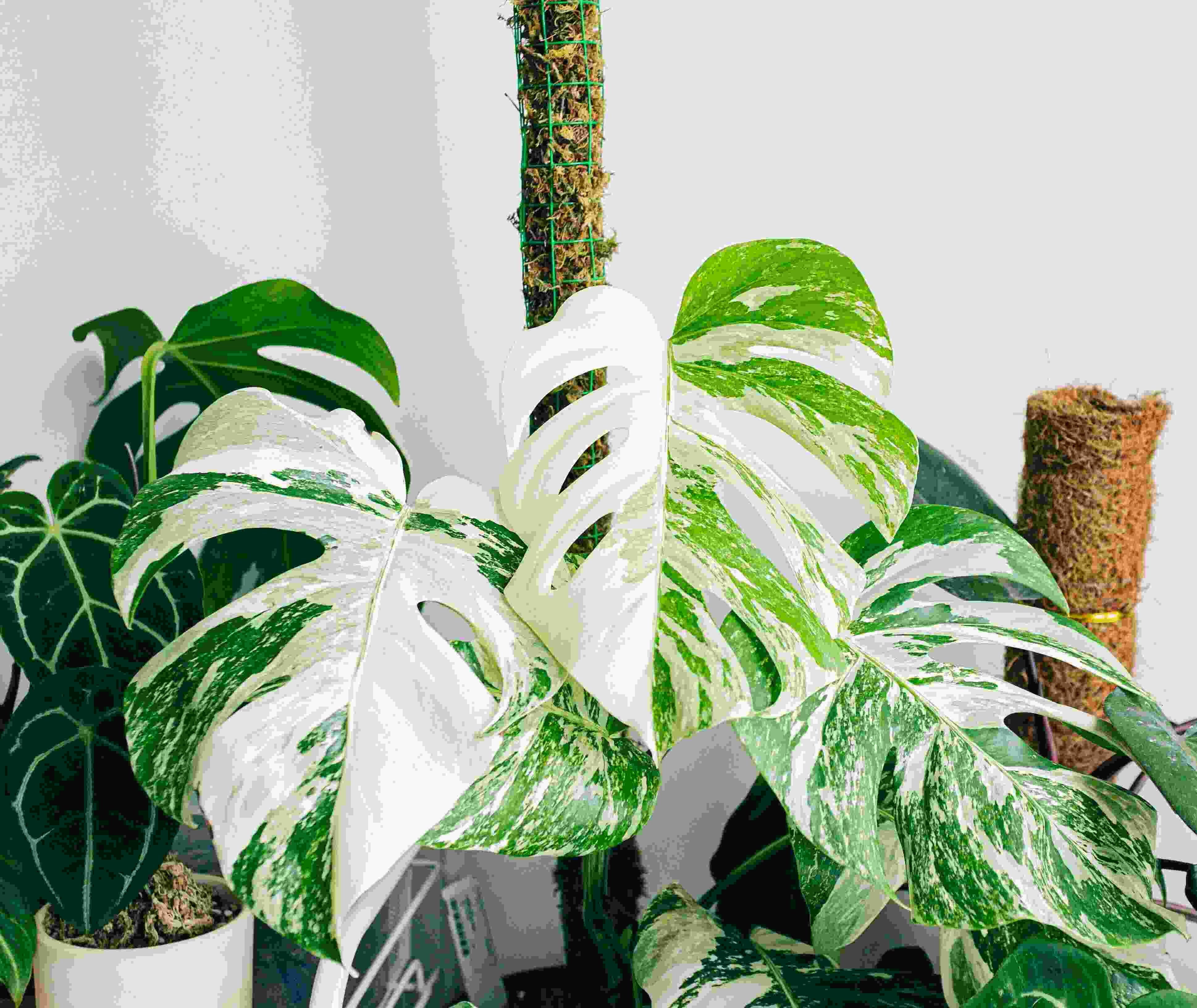 Variegated Monstera